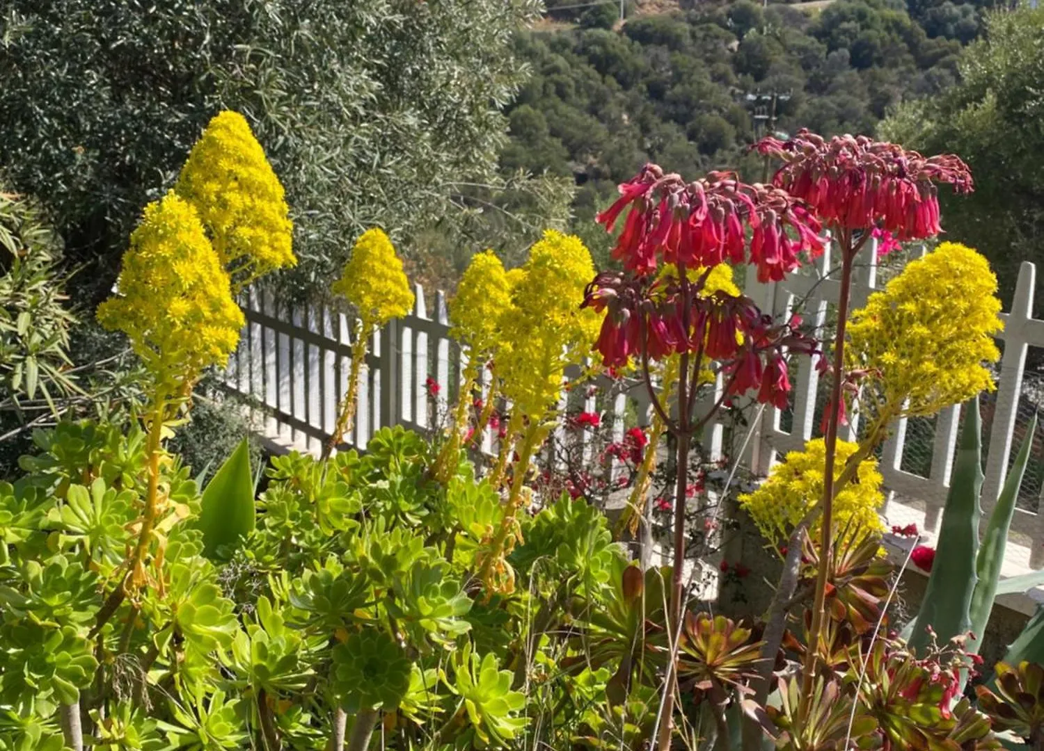 Villa Bella Salmagi - Surya Sardinia Holidays & Yoga Capitana Italie